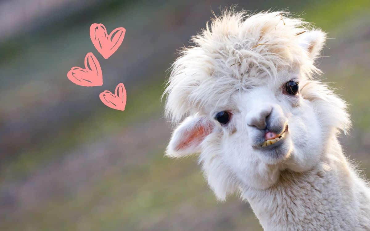i filati di alpaca per proteggersi dal freddo